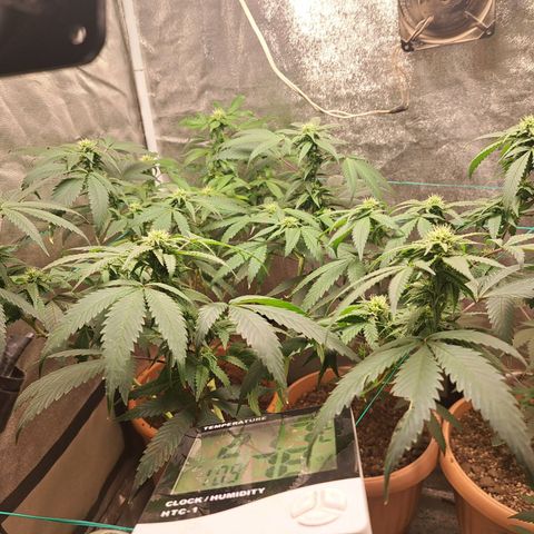 Gorilla Critical growlog timeline photo