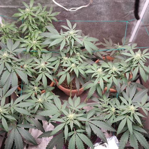 Gorilla Critical growlog timeline photo