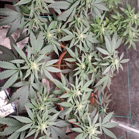 Gorilla Critical growlog timeline photo