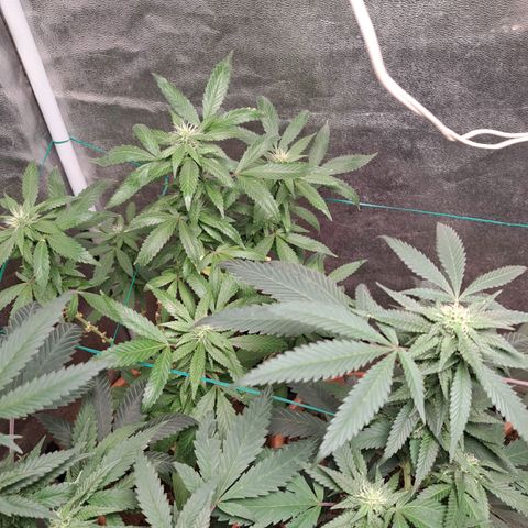 Gorilla Critical growlog timeline photo