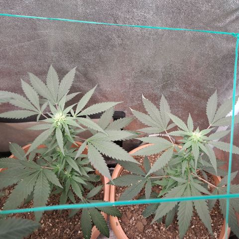 Gorilla Critical growlog timeline photo