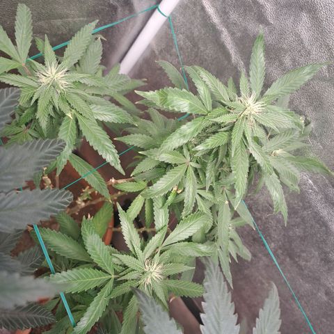Gorilla Critical growlog timeline photo