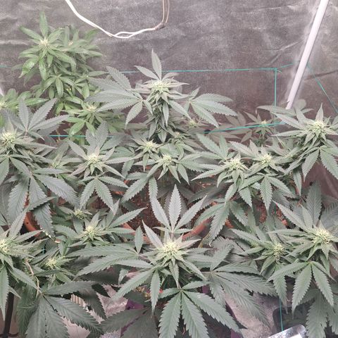 Gorilla Critical growlog timeline photo