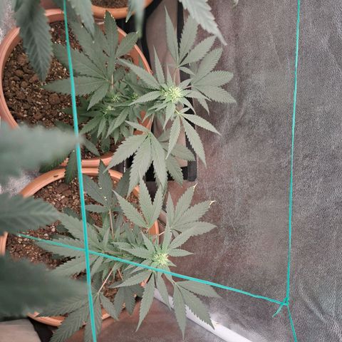 Gorilla Critical growlog timeline photo