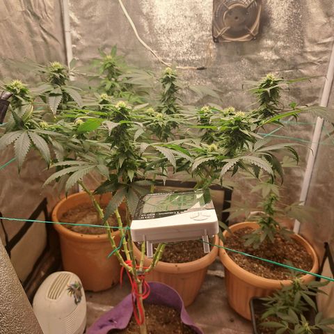 Gorilla Critical growlog timeline photo