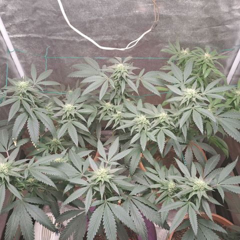 Gorilla Critical growlog timeline photo