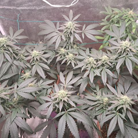 Gorilla Critical growlog timeline photo