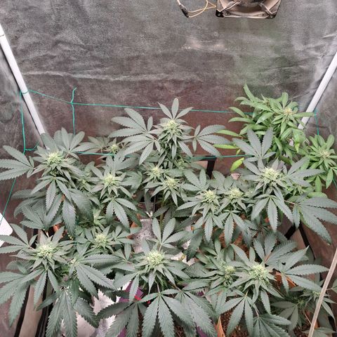 Gorilla Critical growlog timeline photo