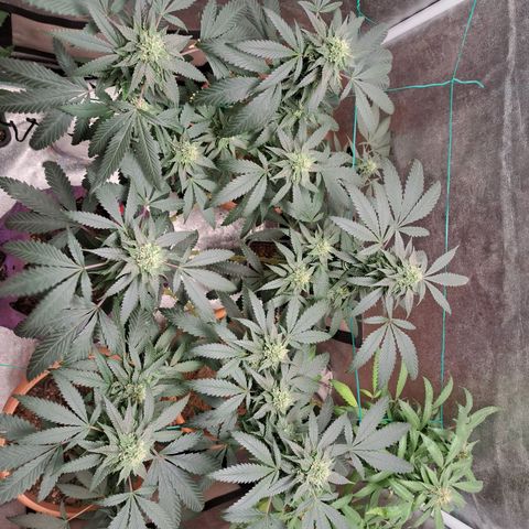 Gorilla Critical growlog timeline photo