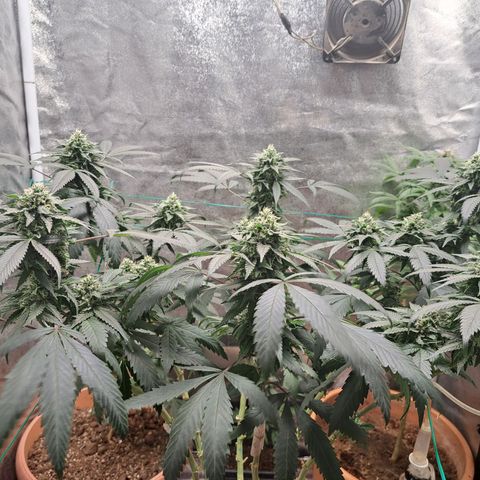 Gorilla Critical growlog timeline photo