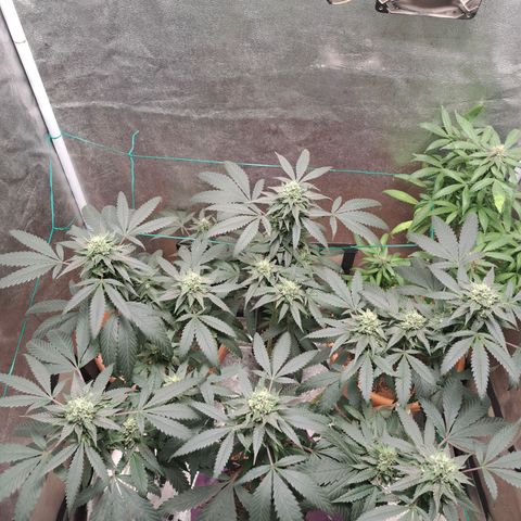 Gorilla Critical growlog timeline photo