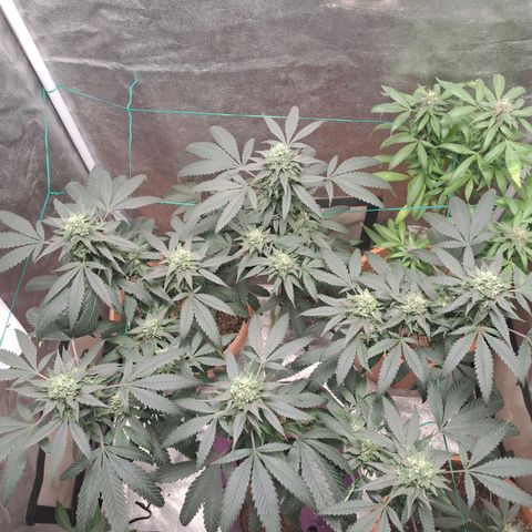 Gorilla Critical growlog timeline photo