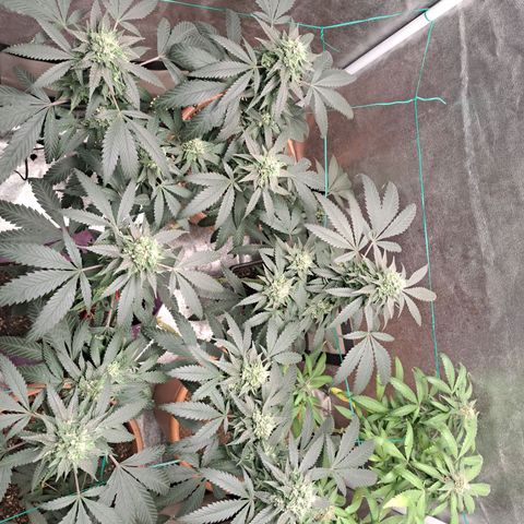Gorilla Critical growlog timeline photo