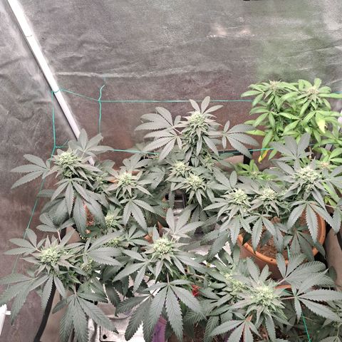 Gorilla Critical growlog timeline photo