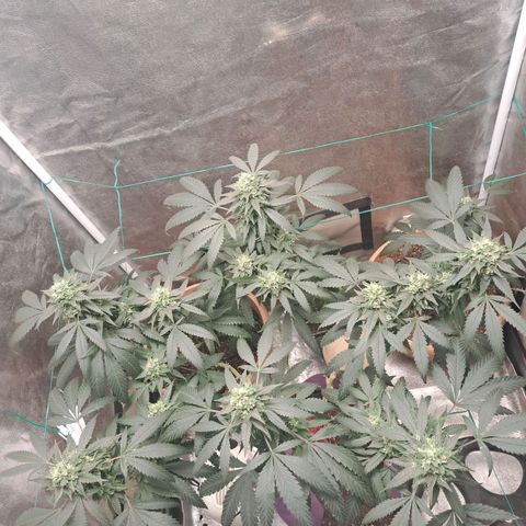 Gorilla Critical growlog timeline photo
