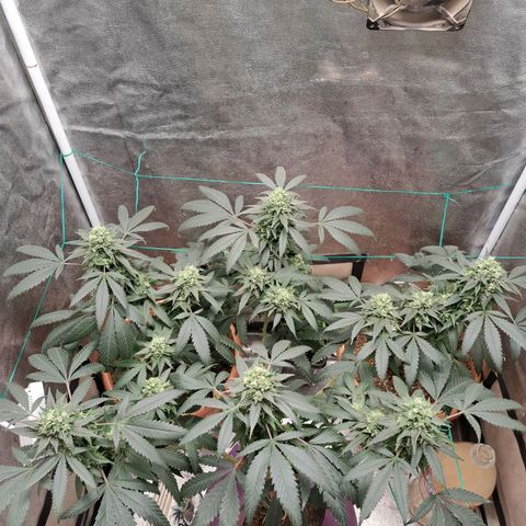 Gorilla Critical growlog timeline photo