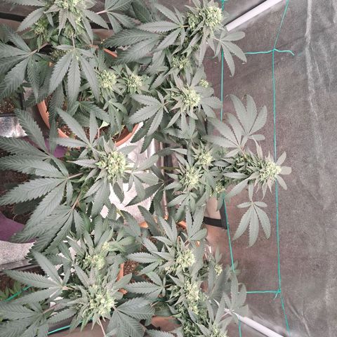 Gorilla Critical growlog timeline photo