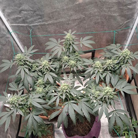 Gorilla Critical growlog timeline photo