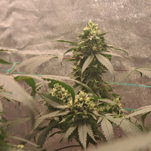 Gorilla Critical growlog timeline photo