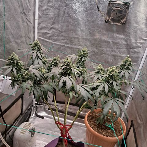 Gorilla Critical growlog timeline photo