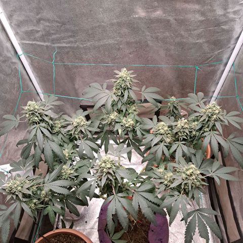 Gorilla Critical growlog timeline photo