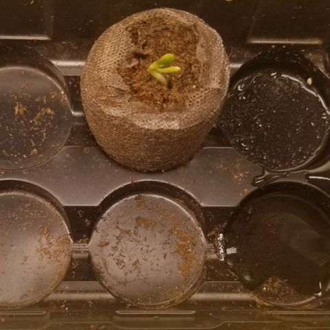 LPA #1 growlog photo: Last seed popped
Two seedlings today