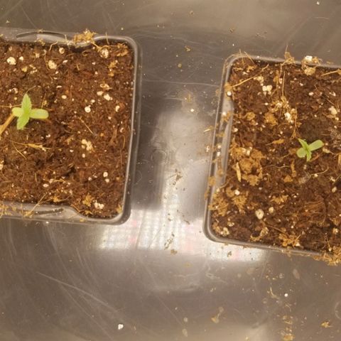 LPA #1 growlog photo: Last seed popped
Two seedlings today