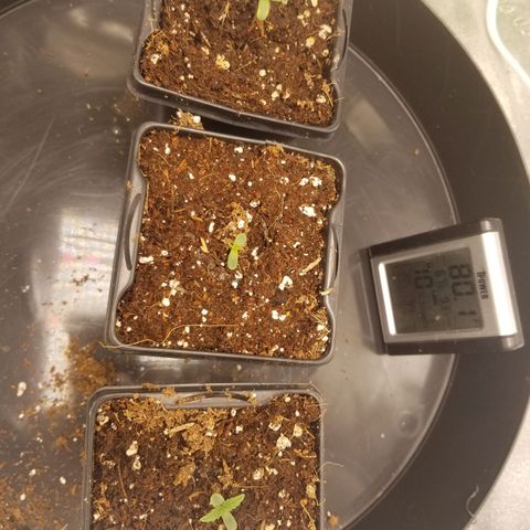 LPA #1 growlog photo: All three seedlings in their first pots 😎🌱