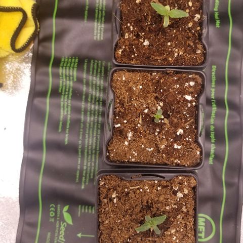 LPA #1 growlog photo: Update pic for today