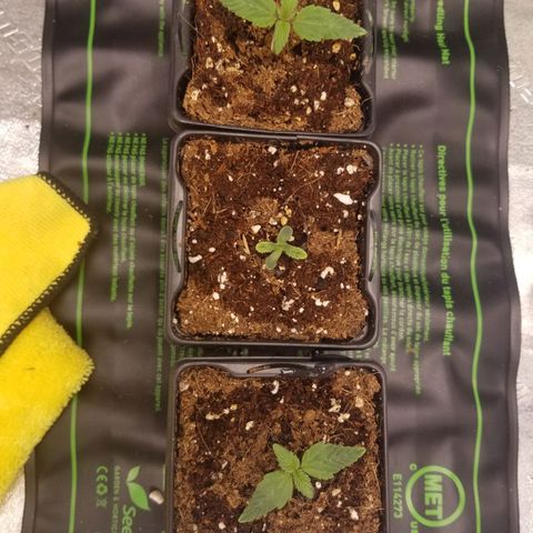LPA #1 growlog photo: Progress pic (middle one is a little runty)