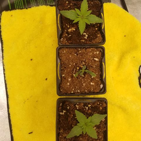 LPA #1 growlog photo: All three