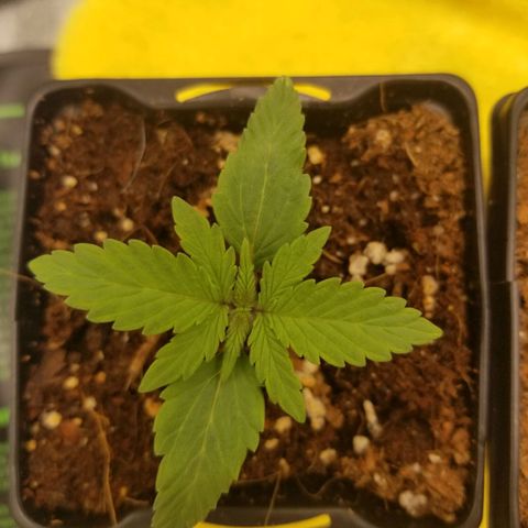 LPA #1 growlog photo: Progress pic