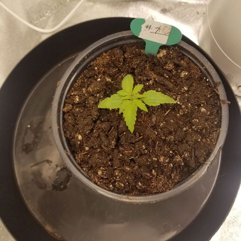 LPA #1 growlog photo: Took pics before adding the Gnarly Barley.