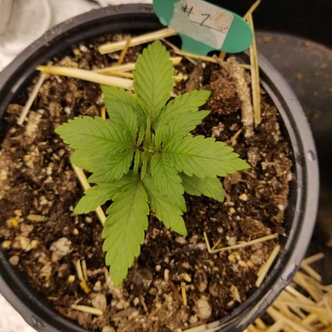 LPA #1 growlog photo: Update pic