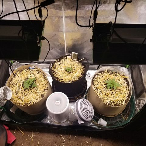 LPA #1 growlog photo: Tent after final transplants. 