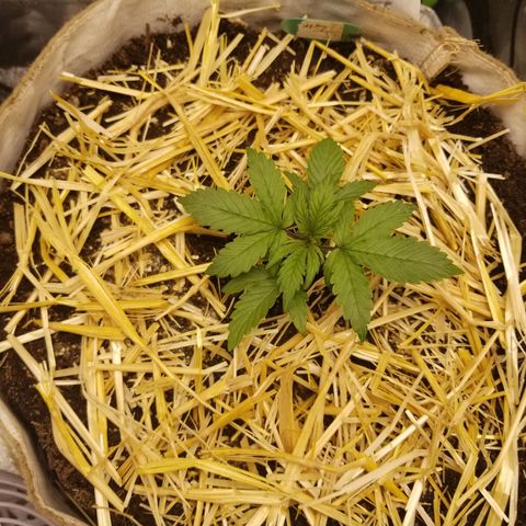 LPA #1 growlog photo: Transplanted to final pot. 