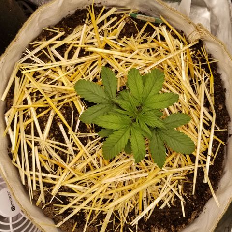 LPA #1 growlog photo: Progress pic