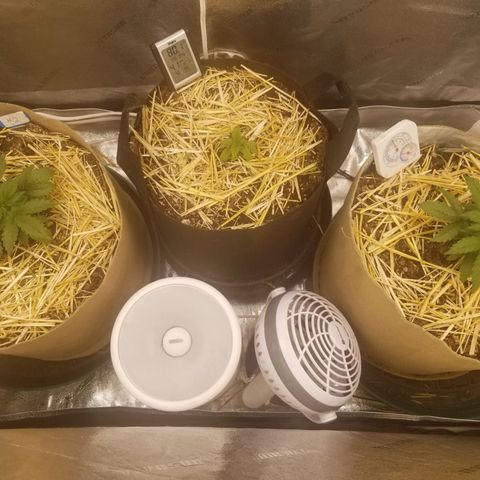 LPA #1 growlog timeline photo