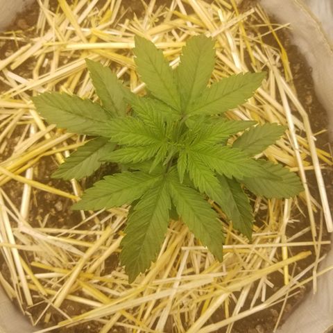 LPA #1 growlog timeline photo