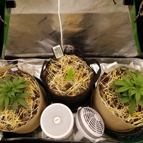 LPA #1 growlog timeline photo
