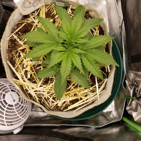 LPA #1 growlog timeline photo
