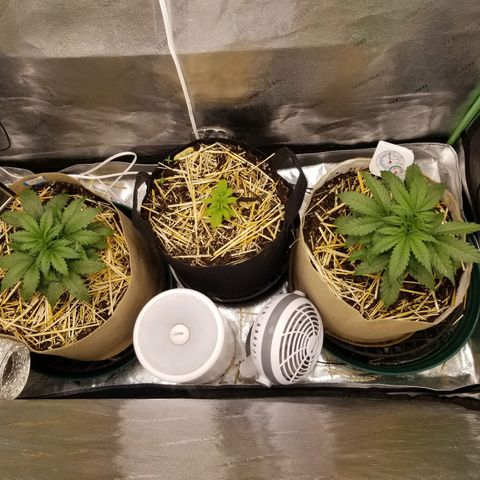 LPA #1 growlog photo: Immediately post compost tea feed and foliar spray