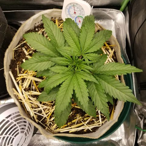 LPA #1 growlog photo: Post tea