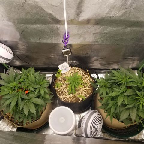 LPA #1 growlog timeline photo