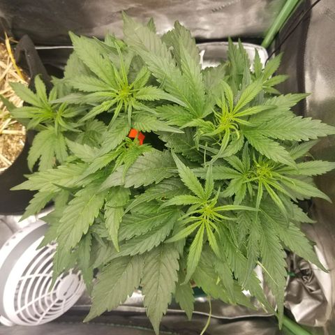 LPA #1 growlog timeline photo