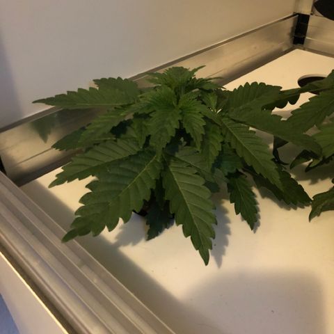 Skunk Kush #1 growlog timeline photo