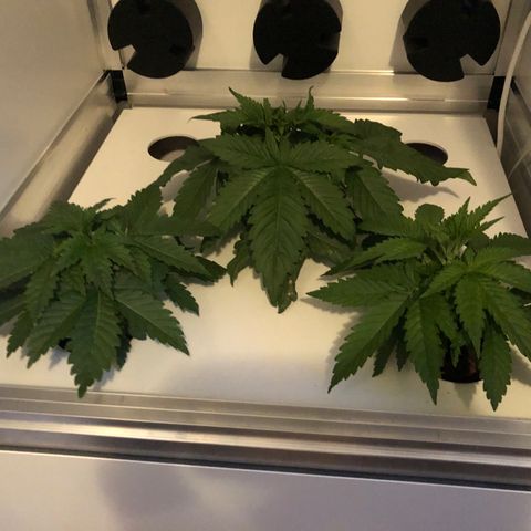 Skunk Kush #1 growlog timeline photo