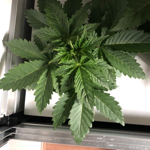Skunk Kush #1 growlog timeline photo
