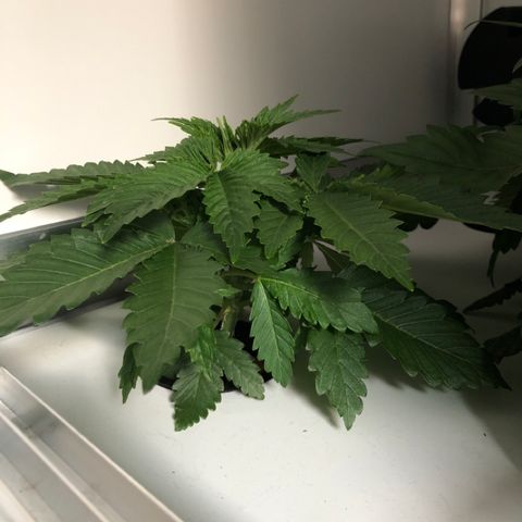 Skunk Kush #1 growlog timeline photo