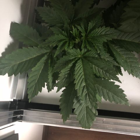 Skunk Kush #1 growlog timeline photo